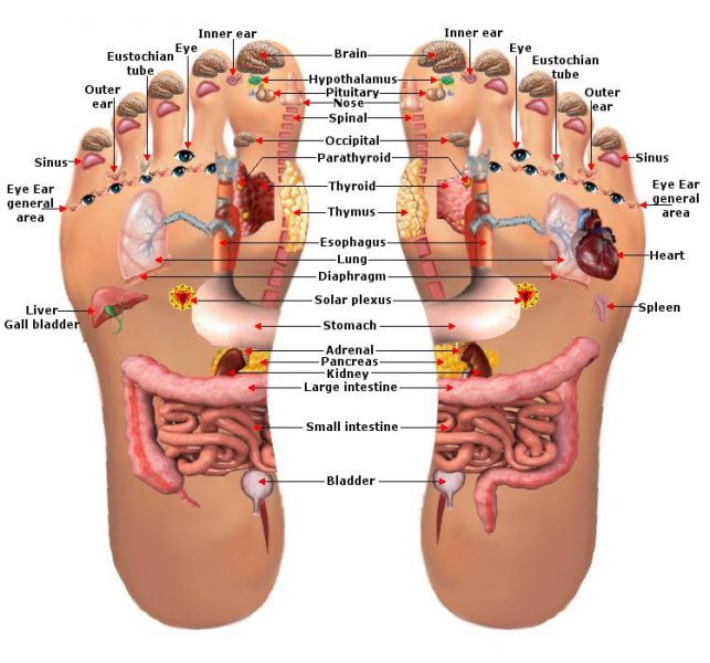 FOOT REFLEXOLOGY CERTIFICATION COURSE - part 2 @ Herb Shop * Healing Center | Canton | Georgia | United States